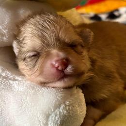 Kit Kat - Orange sable female Pomeranian puppy in Skipperville, Alabama from Nay Nay’s Babies