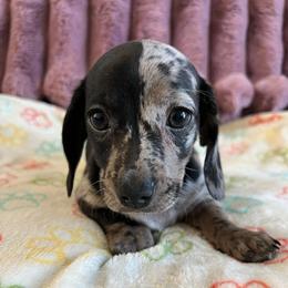 Ella - Dapple female Dachshund puppy in Ocala, Florida from Weenie Boops