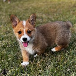 Bingo - Sable female Pembroke Welsh Corgi puppy in Livingston, Texas from Shining J Corgis