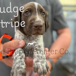 Fudge Stripe - Liver roan male German Shorthaired Pointer puppy in Six Mile, South Carolina from The Proper Pointer Co.