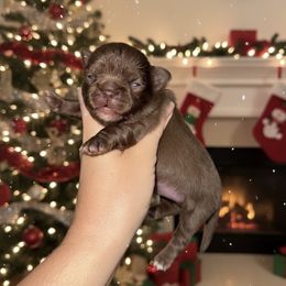 Claus - Chocolate male Chihuahua puppy in Bulls Gap, Tennessee from Smokey Mountain Chihuahuas