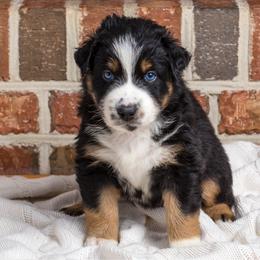 Timon - Black tri-color male Australian Shepherd puppy in Blythewood, South Carolina from One Tribe Aussies