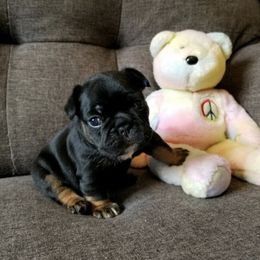 French Bulldog Puppies from French Vanilla Frenchies