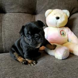 French Bulldog Puppies from French Vanilla Frenchies