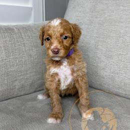 Sage - Apricot female Goldendoodle puppy in Murrieta, California from Apricot Poodles & Goldendoodles, LLC