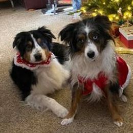Miniature American Shepherds from High Country Miniature American Shepherds