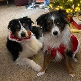 Miniature American Shepherds from High Country Miniature American Shepherds