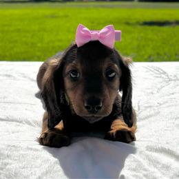 Cher - Red female Dachshund puppy in Athens, Alabama from Weidenthal Dachshunds