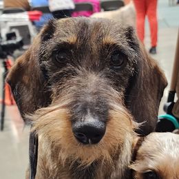 Dachshunds from Invading Weiners : AKC Miniature Wirehaired Dachshunds