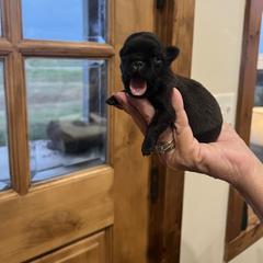 Brussels Griffon Puppies from Butler Brussels Griffon