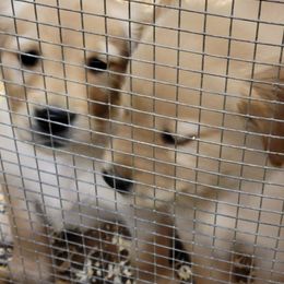 Golden Retriever Puppies from Eagle Ridge Golden Retrievers