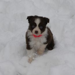 Girl 1 - Red tri-color female Miniature American Shepherd puppy in Tiskilwa, Illinois from First Harmony Farms