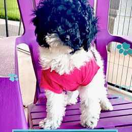 Goldendoodle, Maltipoo, and Poodle Puppies from Winchester Hills Poodles and Doodles