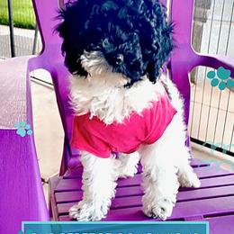 Goldendoodle, Maltipoo, and Poodle Puppies from Winchester Hills Poodles and Doodles