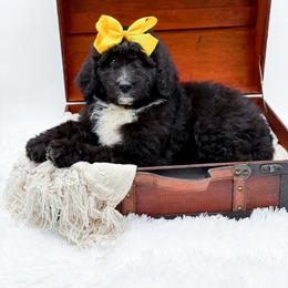 Annabelle - Black and white female Bernedoodle puppy in North Carolina from NC Doodle Puppies