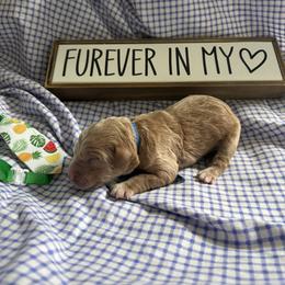Cutter - Red  male Goldendoodle puppy in Camden, North Carolina from Oopsie Doodles of NC