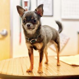 Chihuahuas from Red Paw Chihuahuas