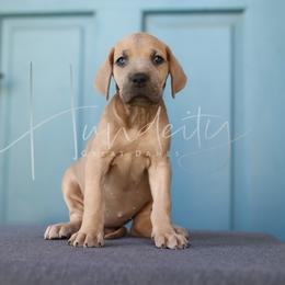 Ribbon - Fawn female Great Dane puppy in Denison, Texas from Hundeity Great Danes