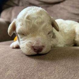 Bolt - Cream male Cockapoo puppy in Bedford, Iowa from Our Father’s Doodles