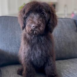 Yogi - Chocolate male Goldendoodle puppy in St George, Utah from Doodle Bears of Southern Utah