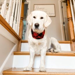 Golden Retriever Puppies from Golden Retriever Companions