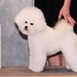Ula May - Bichon Frise