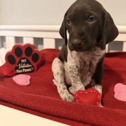 Red Collar - Liver and white female German Shorthaired Pointer puppy in Bluffton, South Carolina from Lowcountry Southern GSP'S
