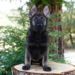 Freya - Sable female German Shepherd puppy in Coarsegold, California from Yosemite Shepherds