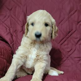 Zach - Cream male Goldendoodle puppy in Blountsville, Alabama from Southern Charm Goldendoodles