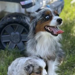 Blue female - Blue merle female Toy Australian Shepherd puppy in Lame Deer, Montana from Bar M Toy Aussies