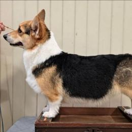 Ruby - Pembroke Welsh Corgi