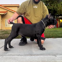 White Collar Male - Black male Cane Corso puppy in San Jacinto, California from Premium Cane Corso