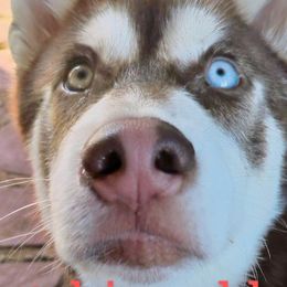 Siberian Huskies from Frost-Kissed Kennels