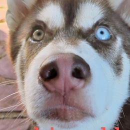 Siberian Huskies from Frost-Kissed Kennels