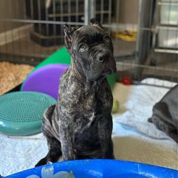 Bell Pepper - Chestnut brindle male Cane Corso puppy in Lusby, Maryland from Coastal View Kennels