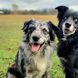 Australian Shepherds from Squirrelytail Farms
