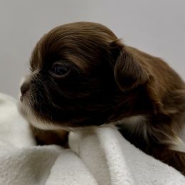 Cinnamon - Liver male Shih Tzu puppy in Statesboro, Georgia from Magnolia Small Breeds