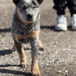 Australian Cattle Dog Puppies from RedHorizon AKC Australian Cattle Dogs (Heelers)
