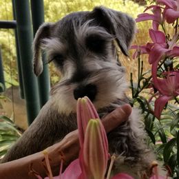 Miniature Schnauzers from Mini Schnauzers Best Friends