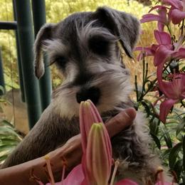 Miniature Schnauzers from Mini Schnauzers Best Friends