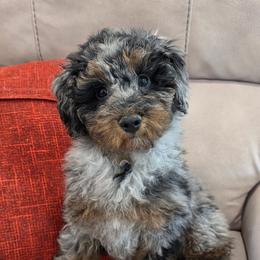 Wolf - Parti male Poodle puppy in St George, Utah from Ember Hills Poodles