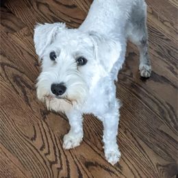 Miniature Schnauzer All Grown Up from Allen Fam Mini Schnauzers