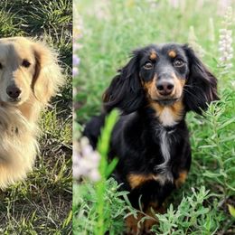 Dachshund puppies from Golden Badger Kennels