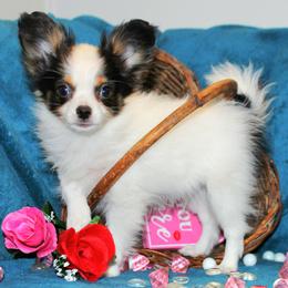 Chai - White black and tan male Papillon puppy in Neosho, Missouri from Ms. Barbs Puppies