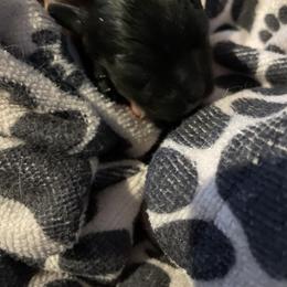 Cocker Spaniel Puppies from Avidity Cockers