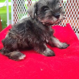 Miniature Schnauzer Puppies from Cuddle Puddles Schnauzers