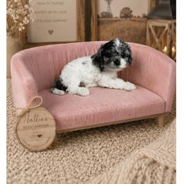 George - Tri-color male Cavapoo puppy in Thorndale, Texas from Hattie’s Texas Cavapoos