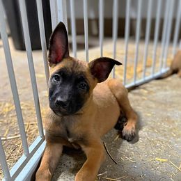 Belle - Red female Belgian Malinois puppy in Linwood, Michigan from Gillis Malinois LLC