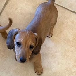 AKC 'Wyatt Earp' - Red male Dachshund puppy in Joshua Tree, California from Desert Dreams Ranch