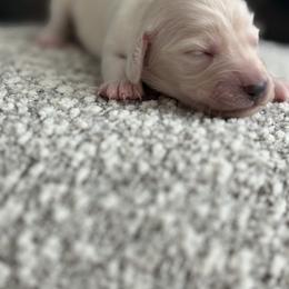 Marie - Cream female Dachshund puppy in Vancouver, Washington from Cascade Minis